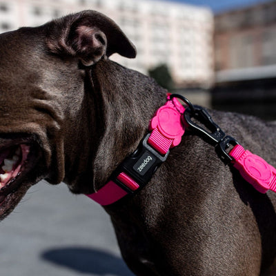 Pink LED Dog Collar