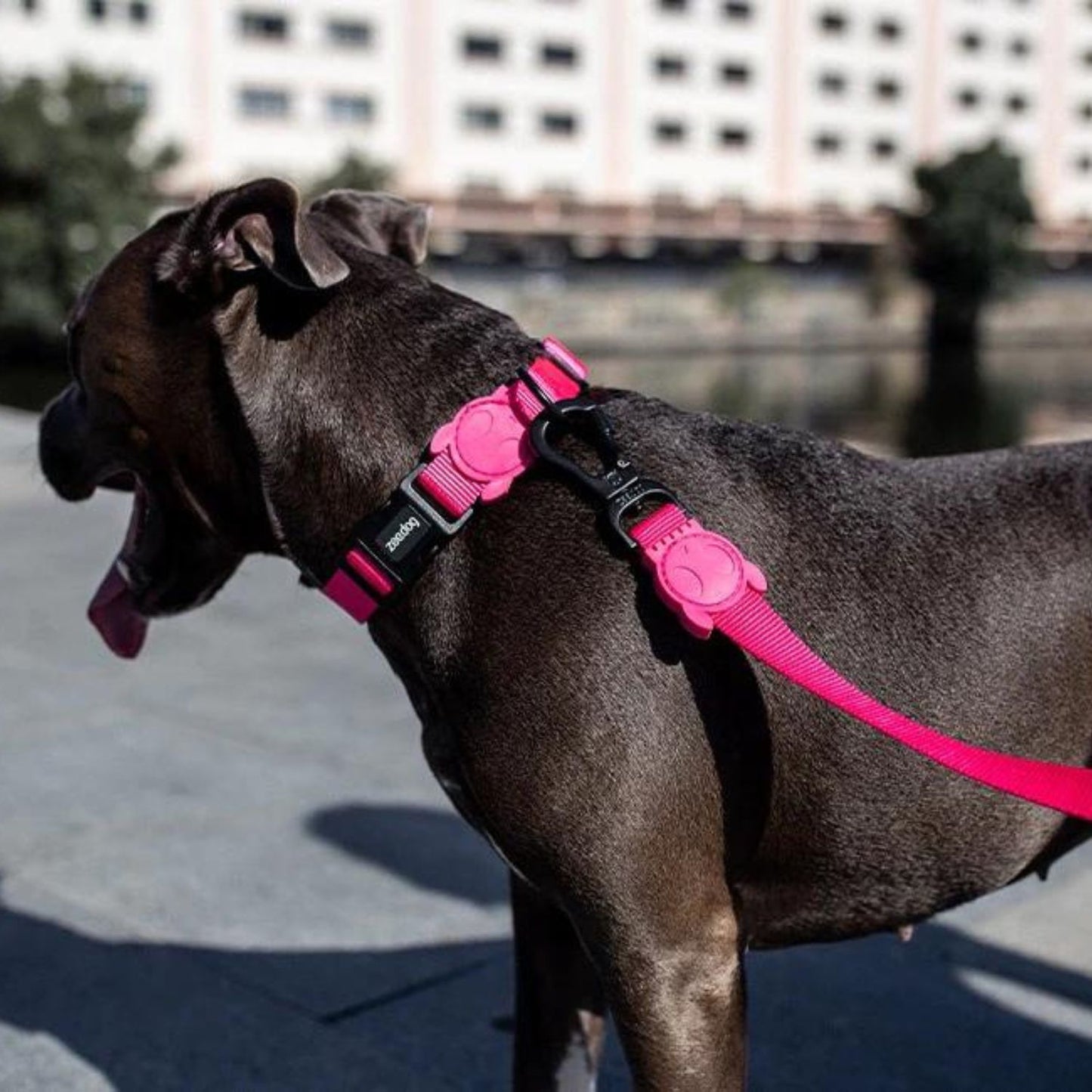 Pink LED Dog Collar