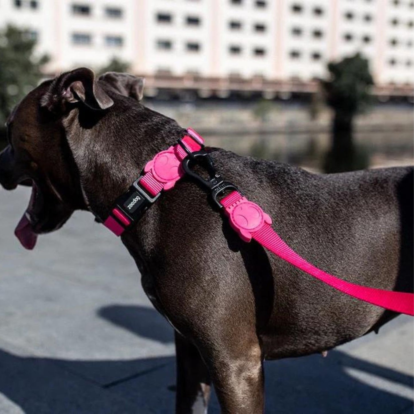 Pink LED Dog Leash