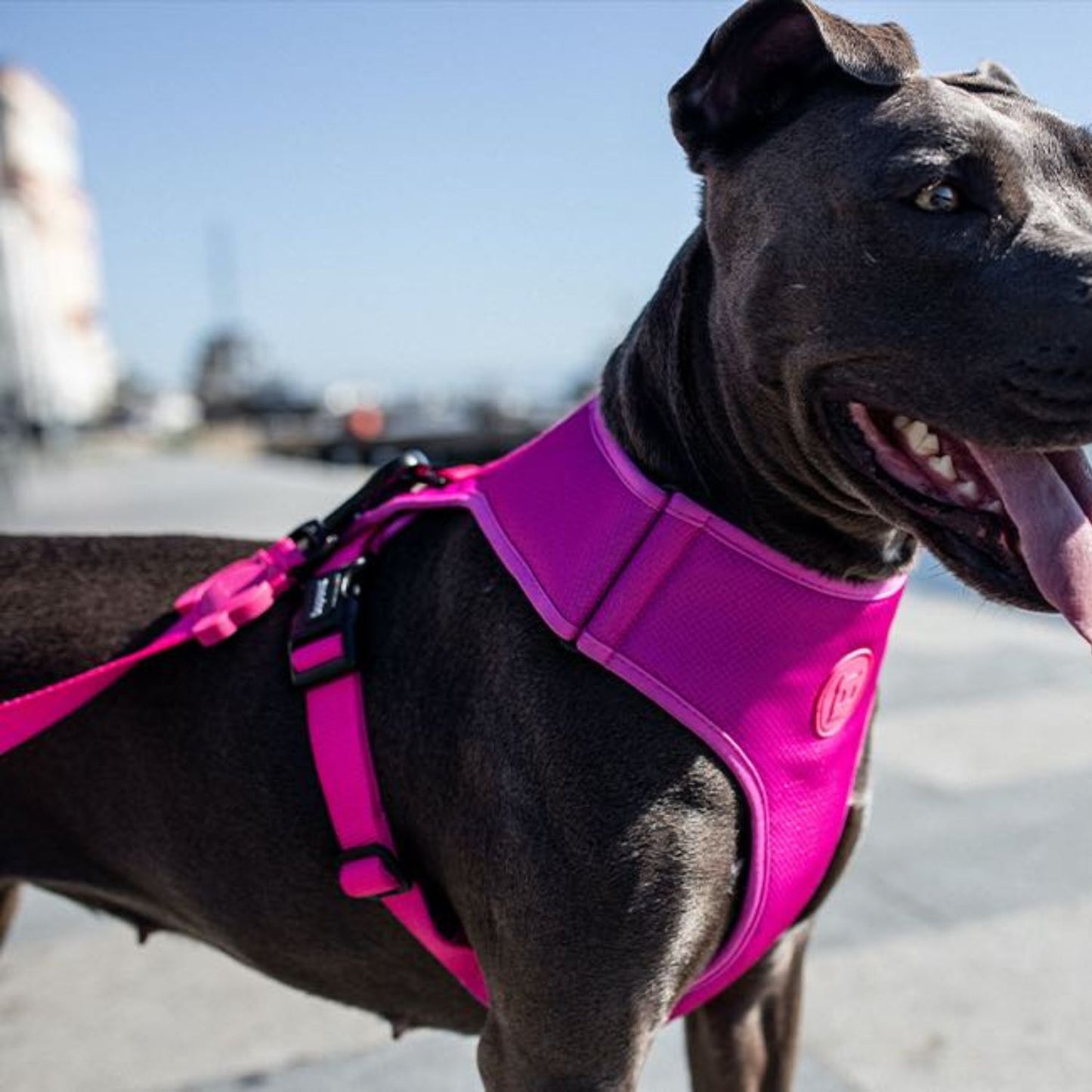 Pink LED Dog Leash