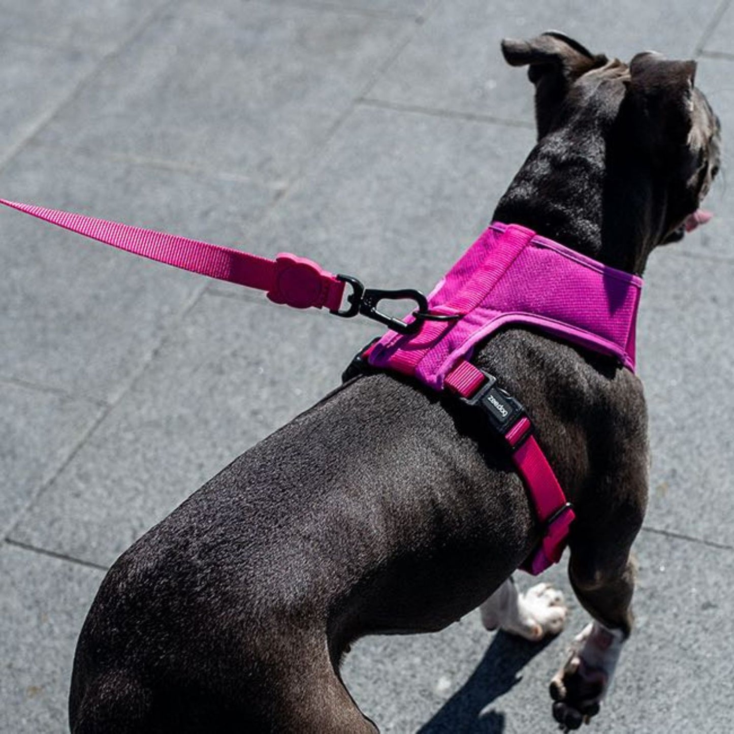 Pink LED Dog Leash