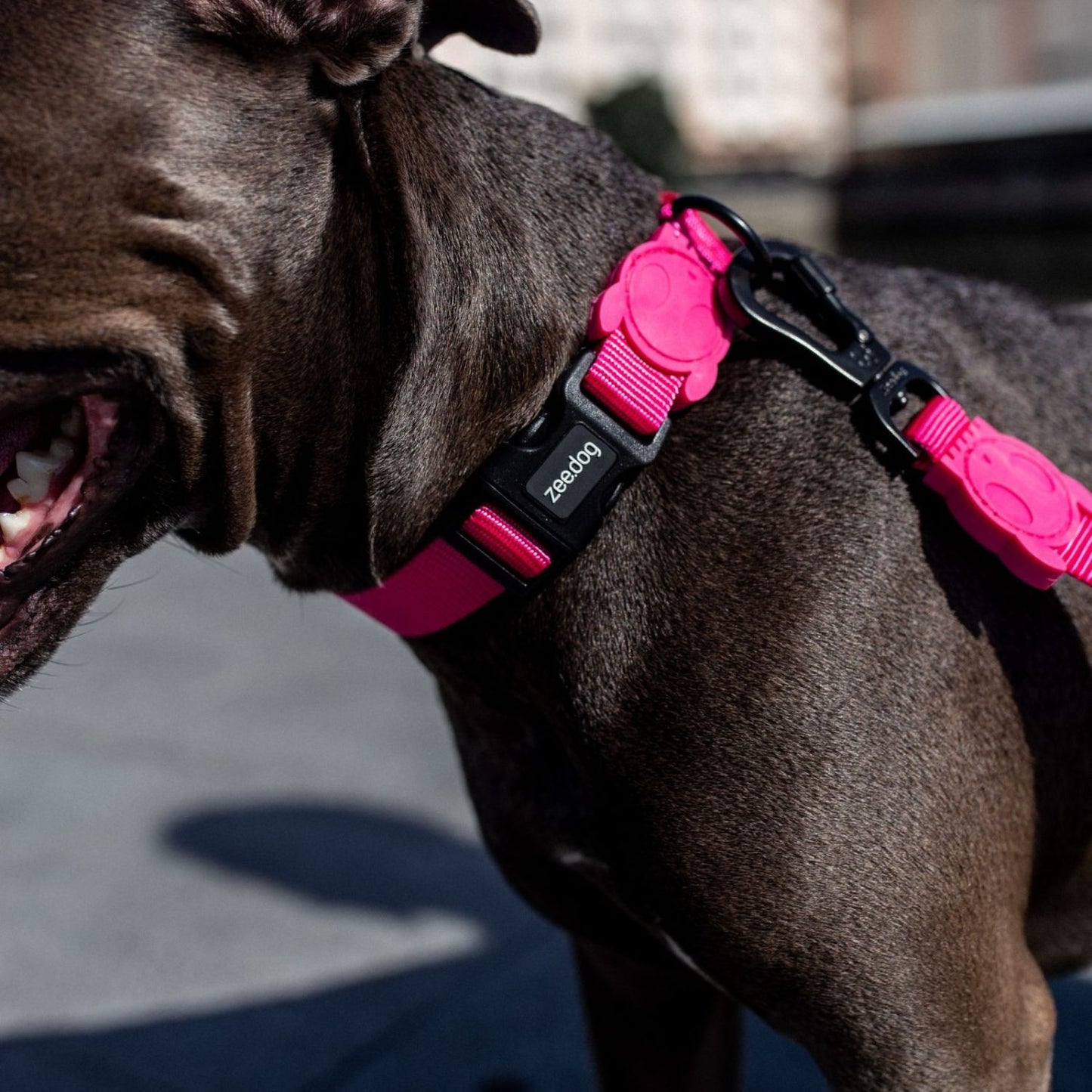 Pink LED Dog Leash