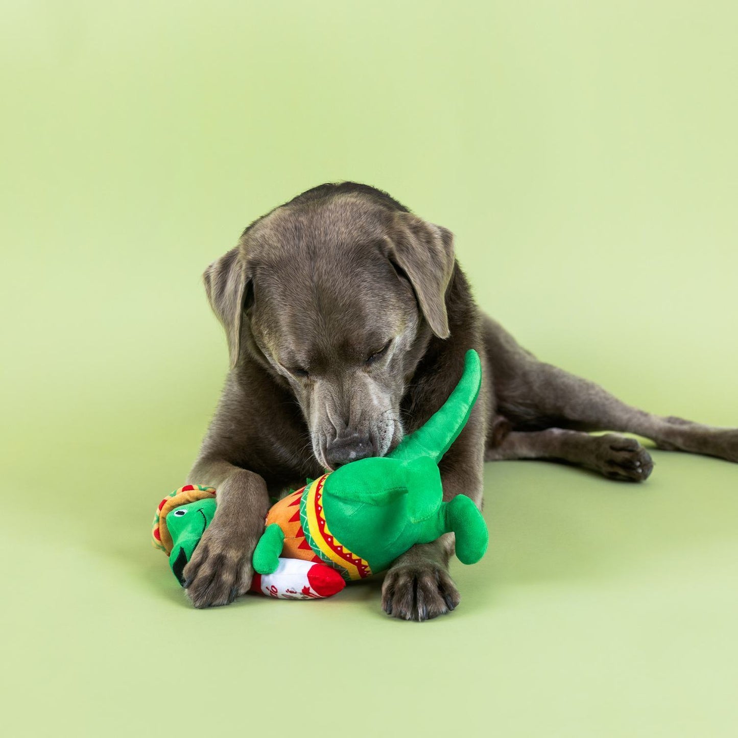 Fiesta-saurus Rex Dog Toy