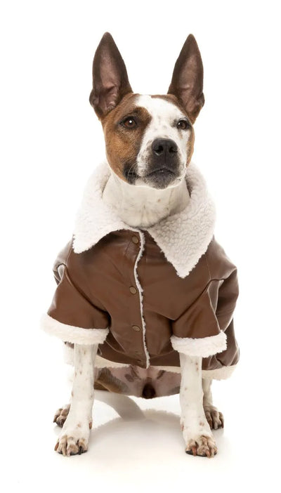 Aviator Dog Jacket