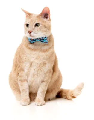 FuzzYard Life Cat Fashion Pack