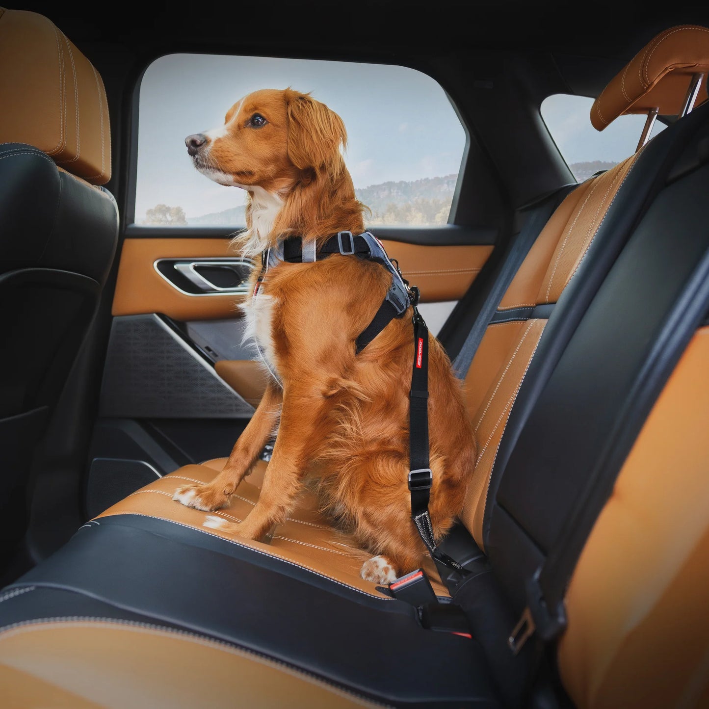 EzyDog Adjustable Car Restraint for dogs