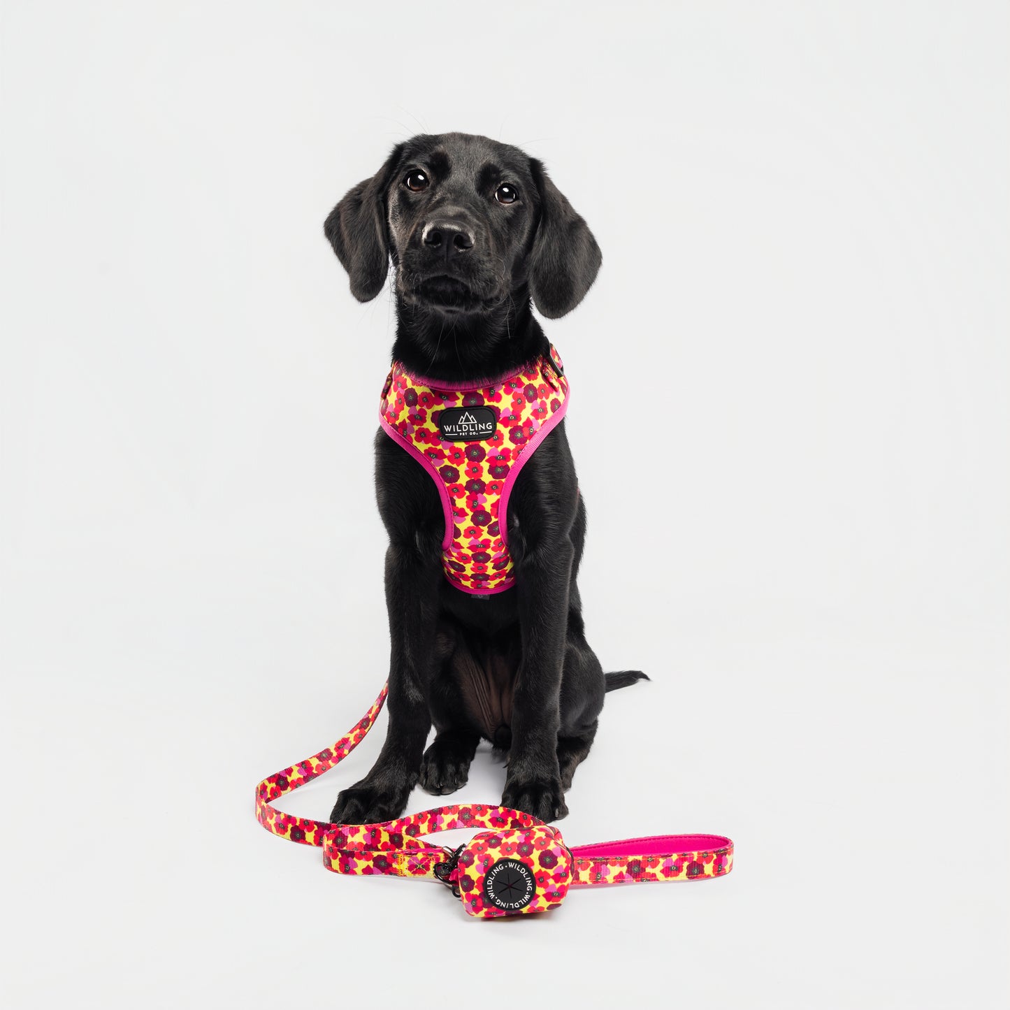 Dune Bloom Dog Harness