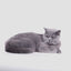 Zee.Cat Cat Harness + Leash Set | Prisma