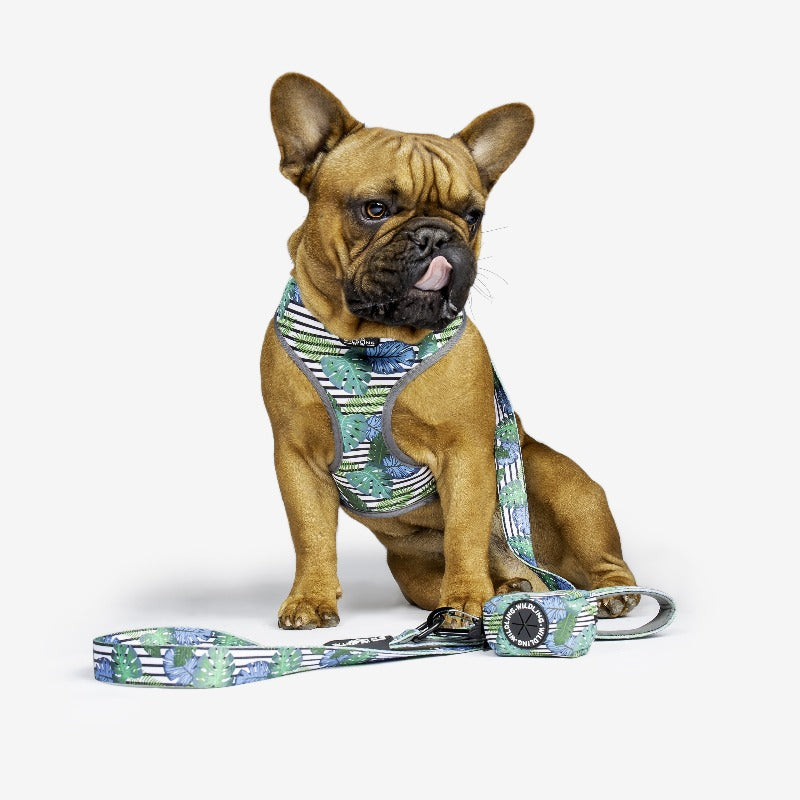 Aloha Dog Harness