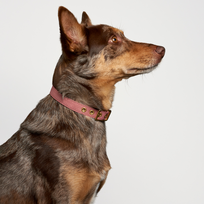 Dusty Pink + Brass | All Weather Dog Collar