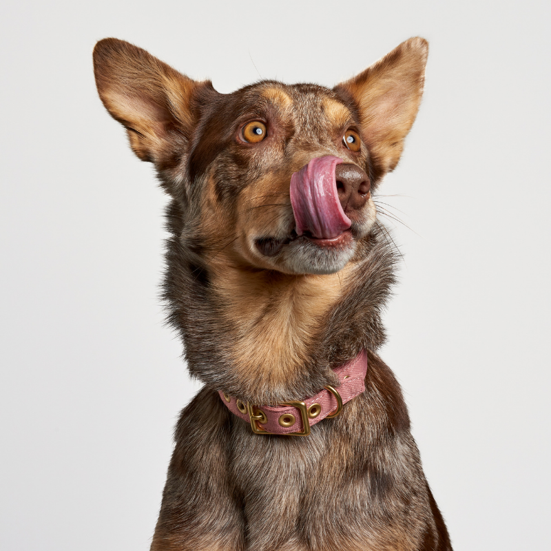 Dusty Pink + Brass | All Weather Dog Collar