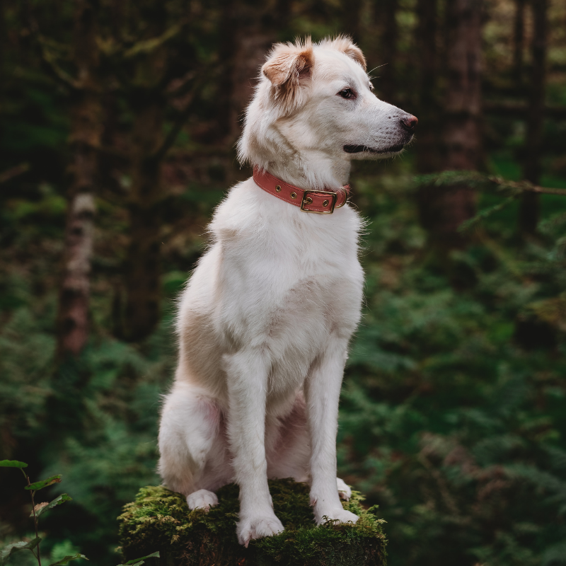 Dusty Pink + Brass | All Weather Dog Collar