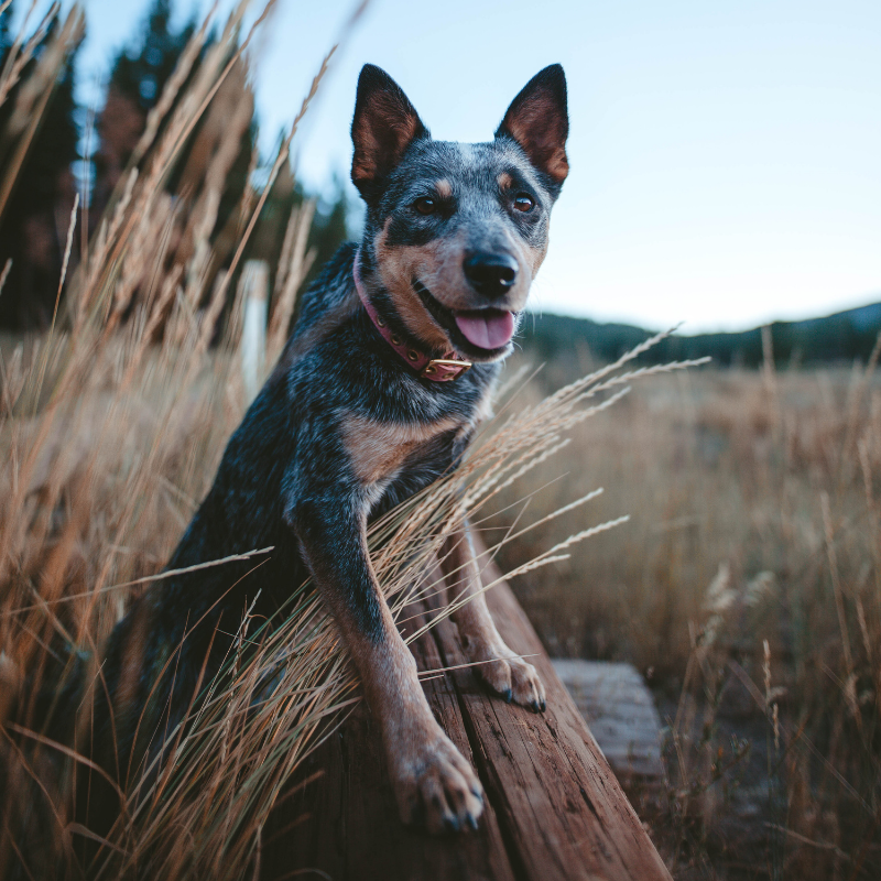 Dusty Pink + Brass | All Weather Dog Collar