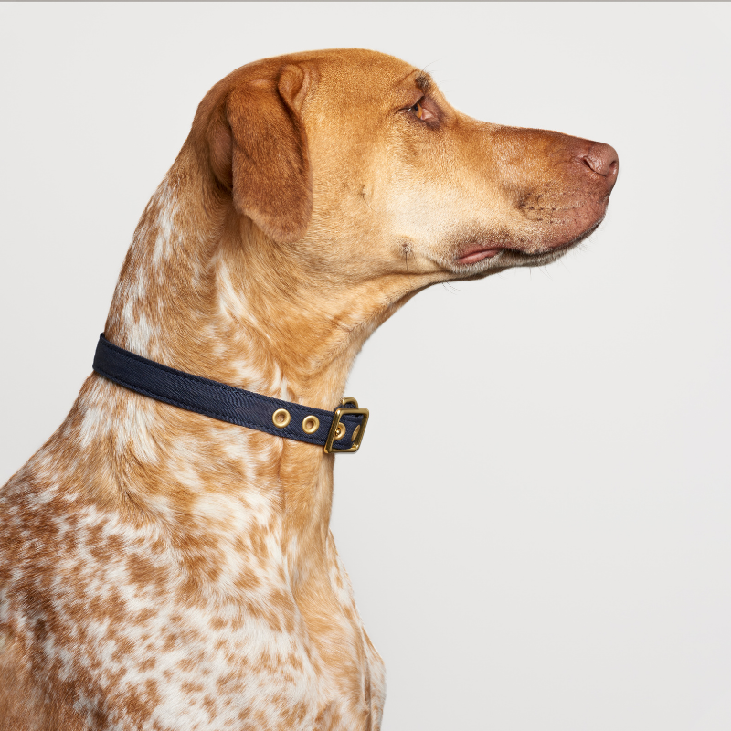 Navy + Brass | All Weather Dog Collar