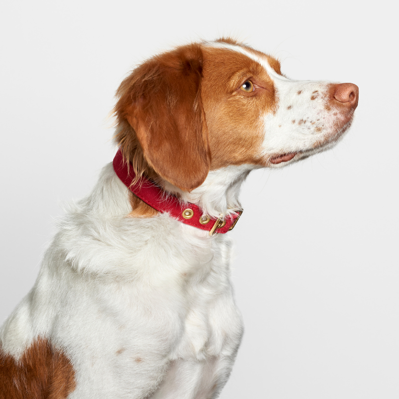 Red + Brass | All Weather Dog Collar