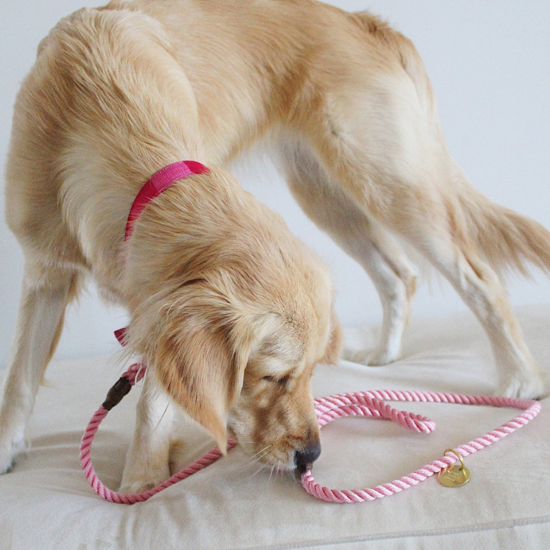 Rose Pink + Brass | All Weather Rope Dog Leash