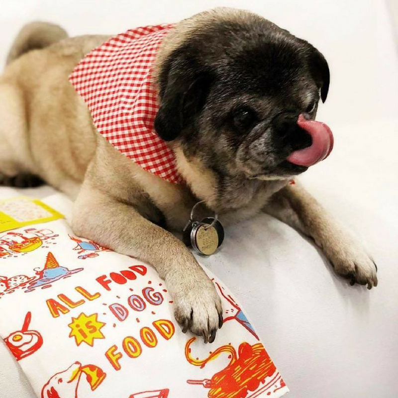 Blue Q Dish Towel | All Food Is Dog Food | Peticular