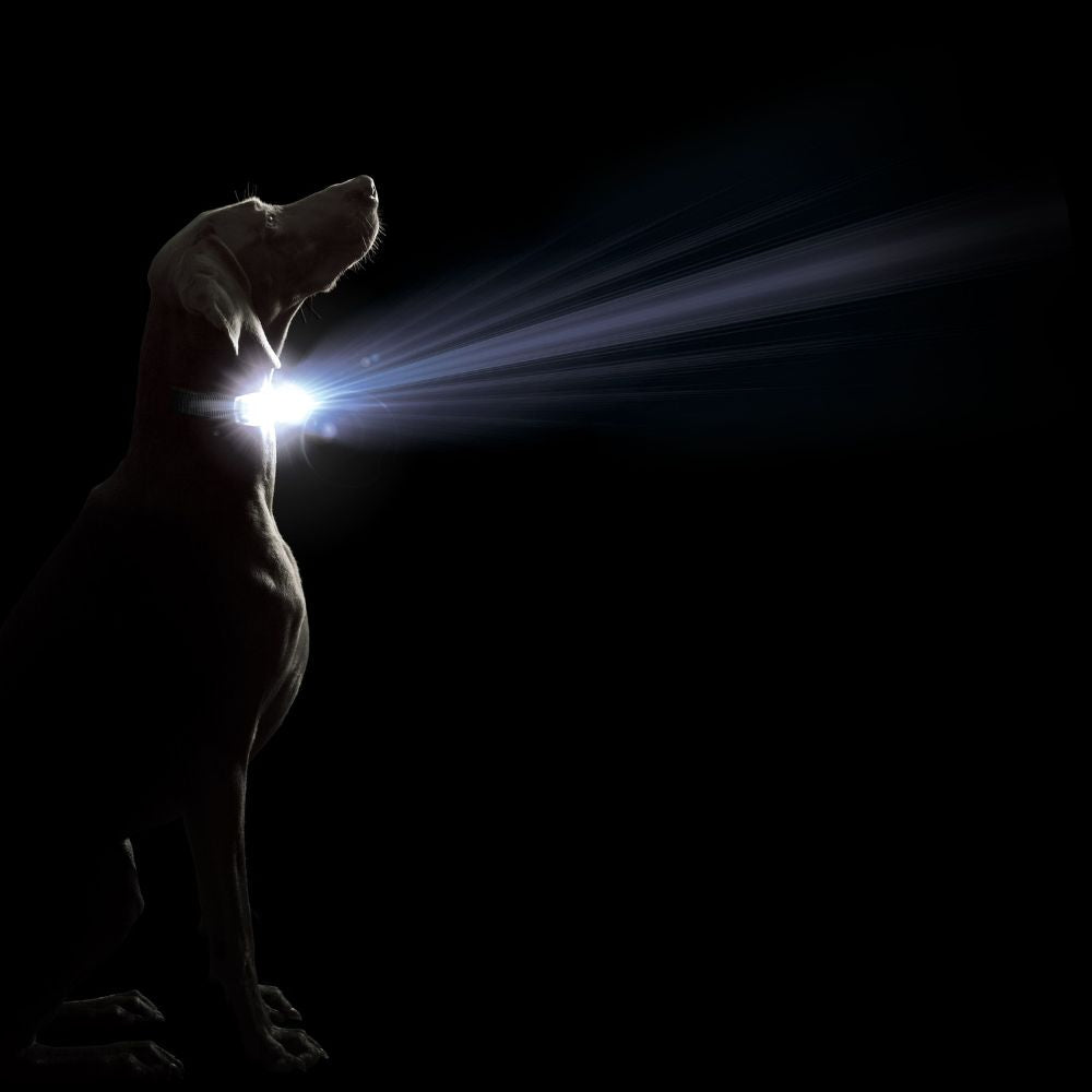 Comet LED Safety Light Dog Collar