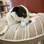 Dog On Wire Pet Bed | Almond - Peticular
