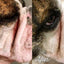 Natural Dog Wrinkle Balm | Tin - Peticular