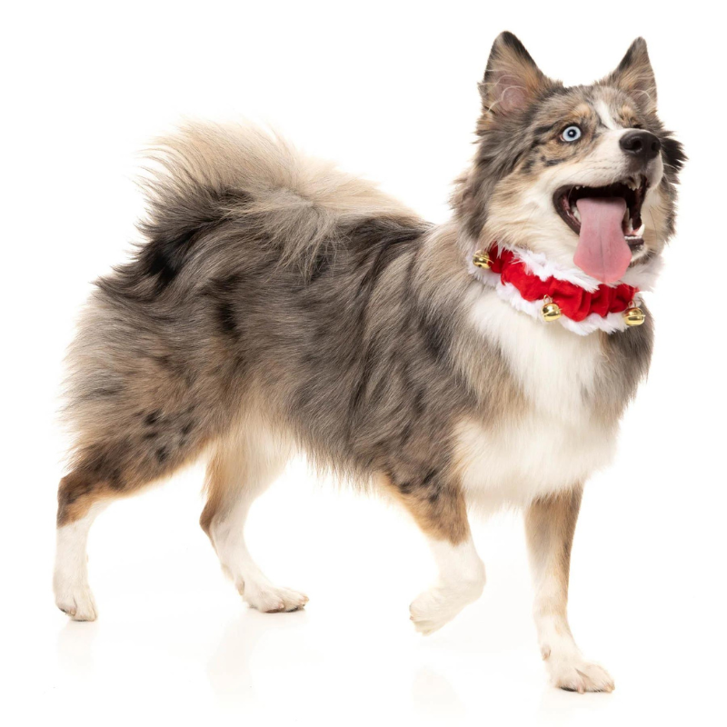 Jingle Bells Christmas Collar