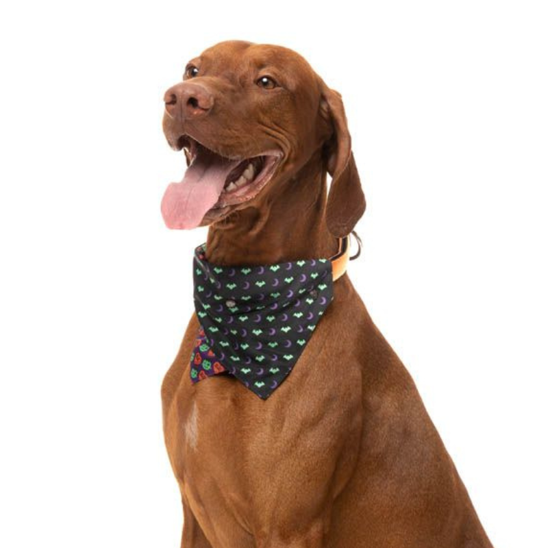 Halloween Dog Bandana | Be My Ghoul