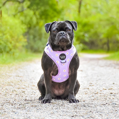 Daisies Of Our Lives Dog Harness - FINAL SALE. NO RETURNS.