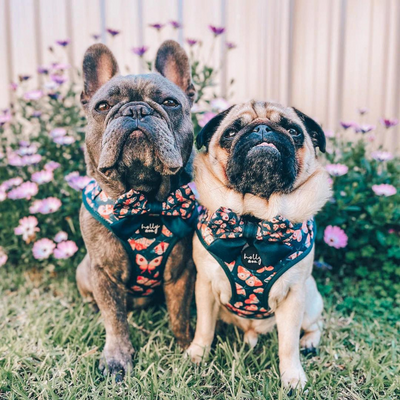 Wings Dog Harness - FINAL SALE. NO RETURNS.
