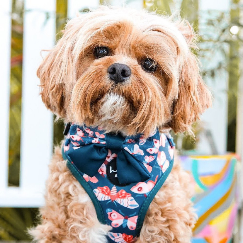 Wings Dog Harness - FINAL SALE. NO RETURNS.