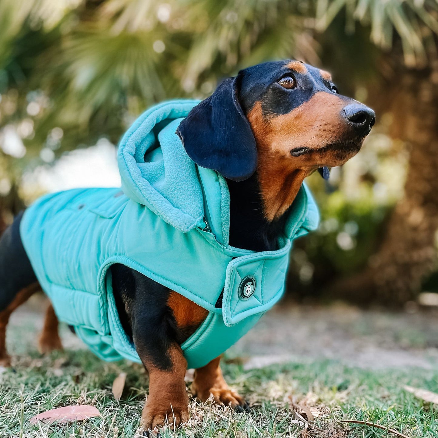 Mt Buller Waterproof Dog Coat | Periwinkle Aqua