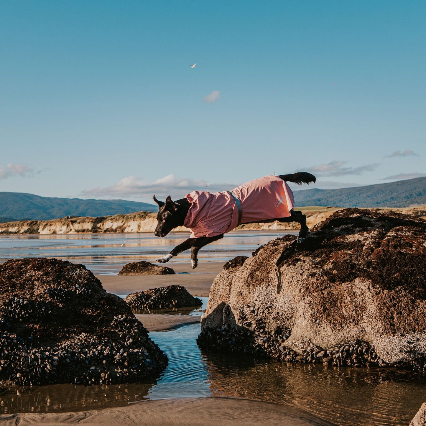 Peak Dog Raincoat | Dusty Pink