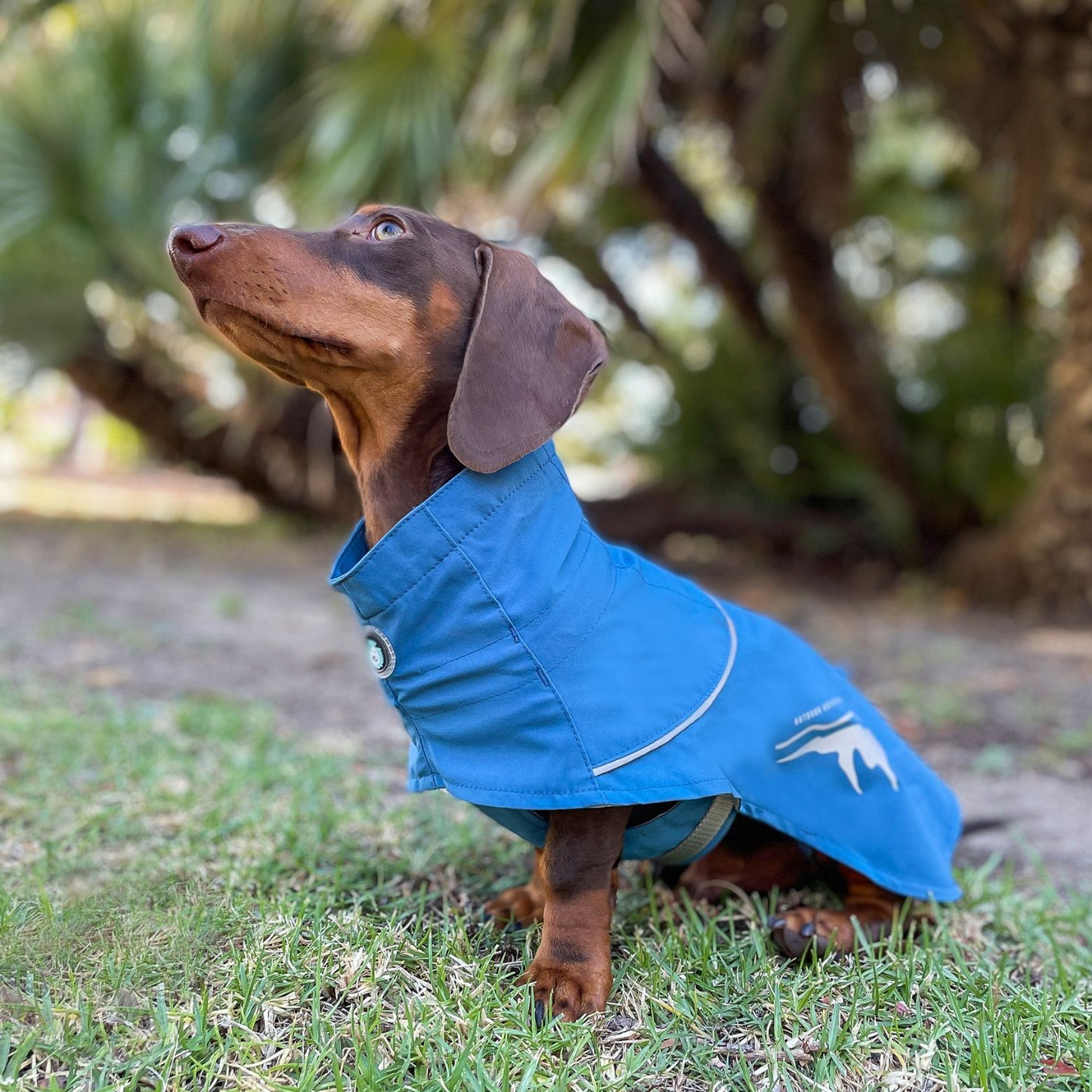 Peak Dog Raincoat | Fjord Blue