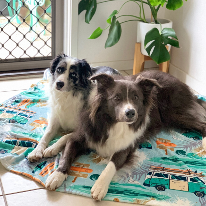 Indie Boho Designer Pet Blanket | Byron Surf | Peticular