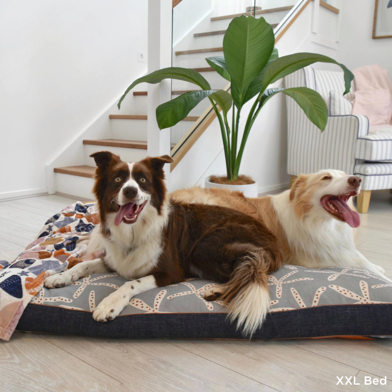 Indoor Dog Bed | Daydream Shells*