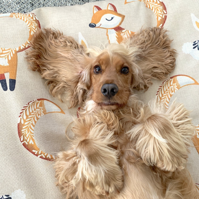 Indoor Dog Bed | Foxy Tales