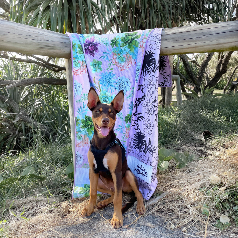Pet Travel & Bath Towel | Succulent Medley