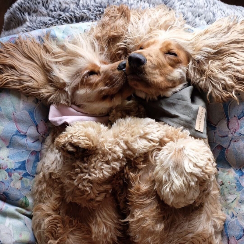 Indie Boho Cushion Pet Bed | Succulent Medley | Peticular