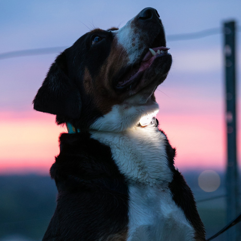 Matrix Ultra LED Pet Safety Light | Pink