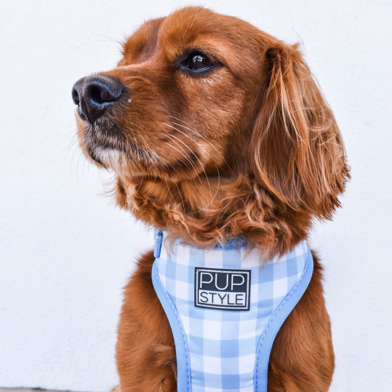 Blueberry Muffin | Dog Harness