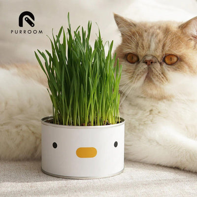 Cat Grass Kit
