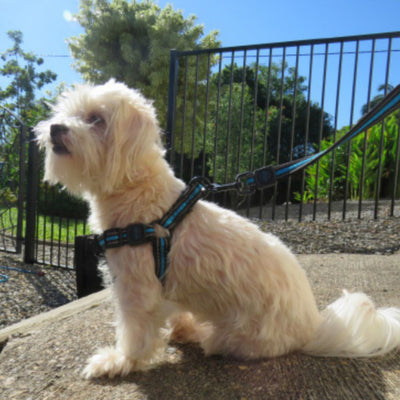 Reflective Step-In Dog Harness | Blue