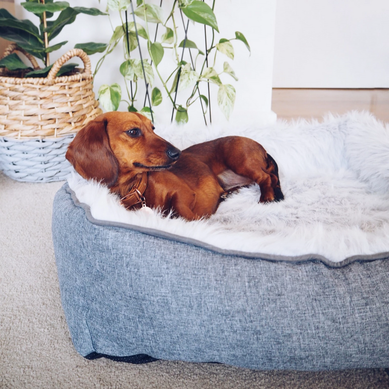 PUPSTYLE Modern Dream Dog Bed | Peticular