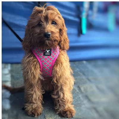 Soapy Moose Dog Harness | Hot Pink Watermelon | Peticular