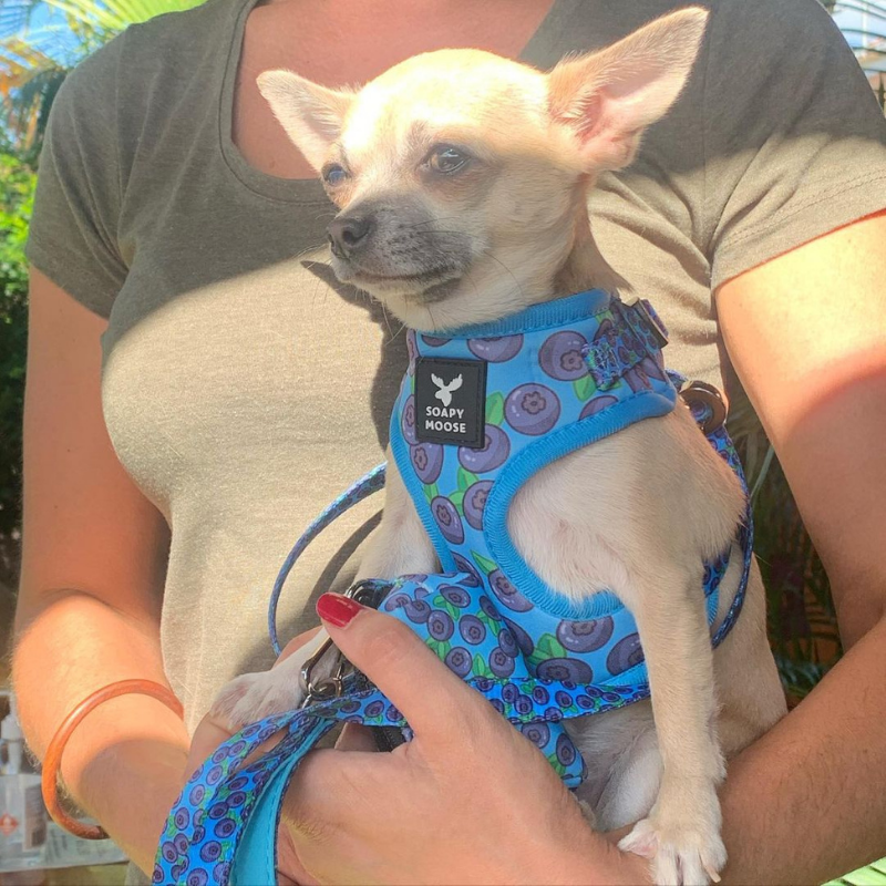 Blueberries | Adjustable Dog Harness