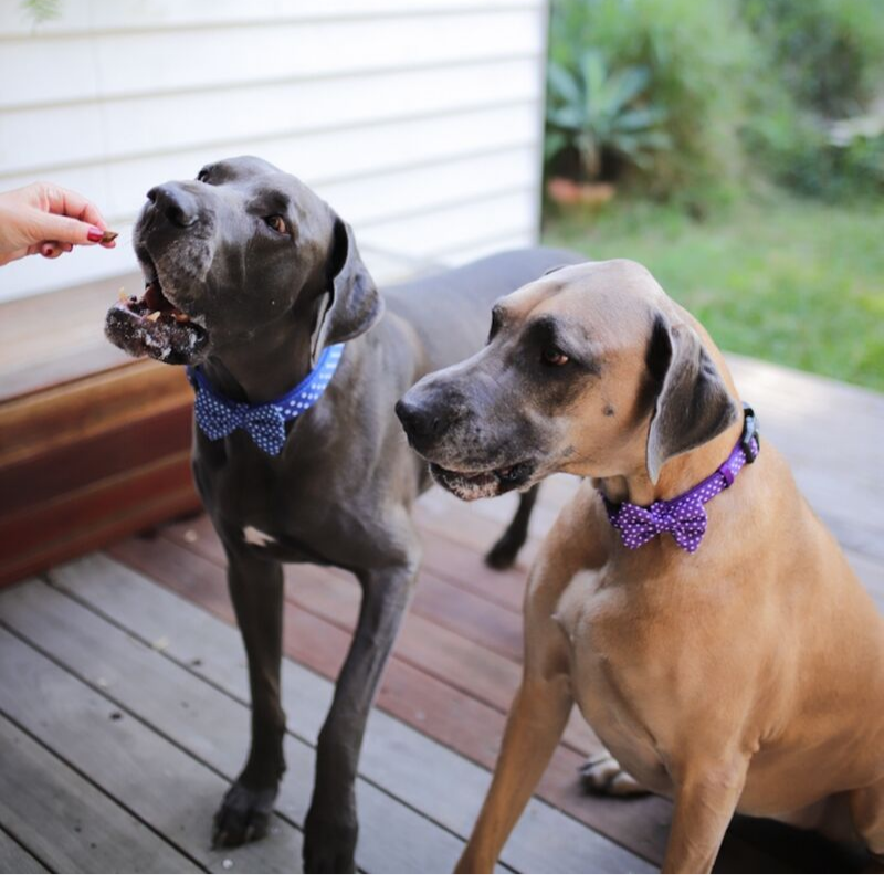 Soapy Moose Blue & White Polka Dots Collar | Peticular