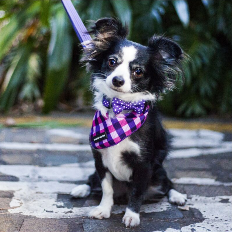 Soapy Moose Purple & White Polka Dots Collar | Peticular