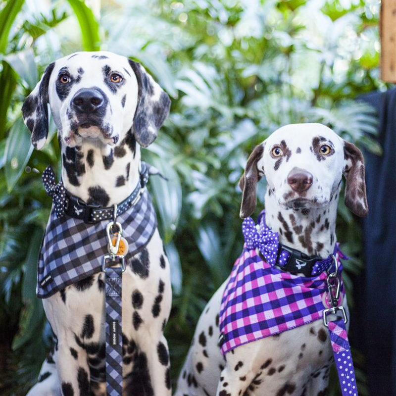 Soapy Moose Purple & White Polka Dots Collar | Peticular