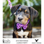 Soapy Moose The Fashionista Collar | Peticular