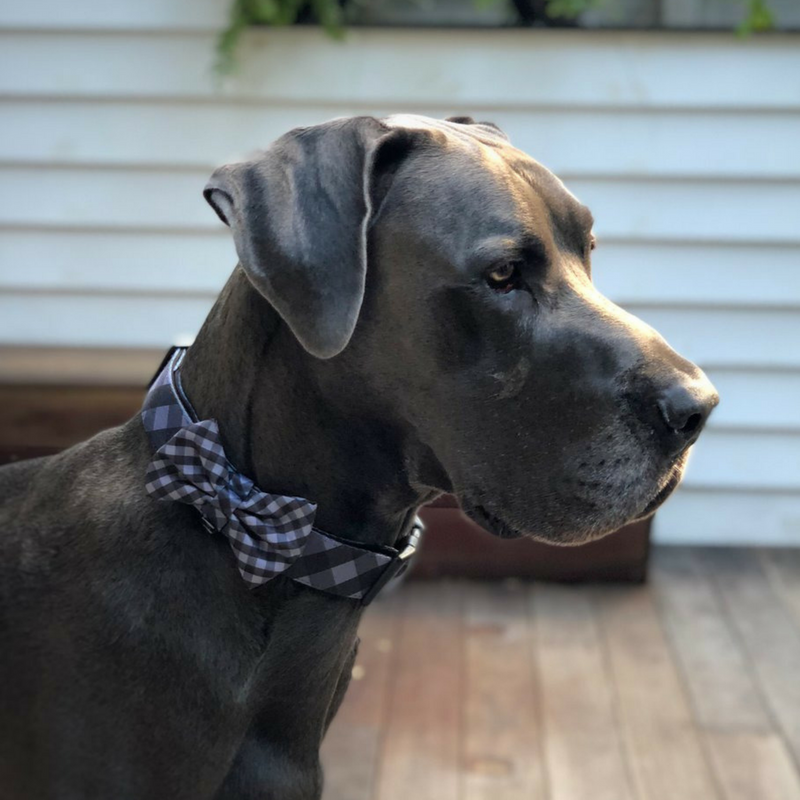 Soapy Moose The Manhattan Collar | Peticular