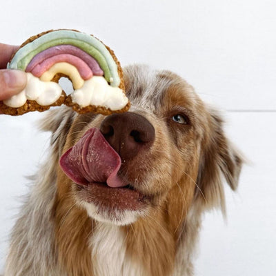 Rainbow Dog Cookie